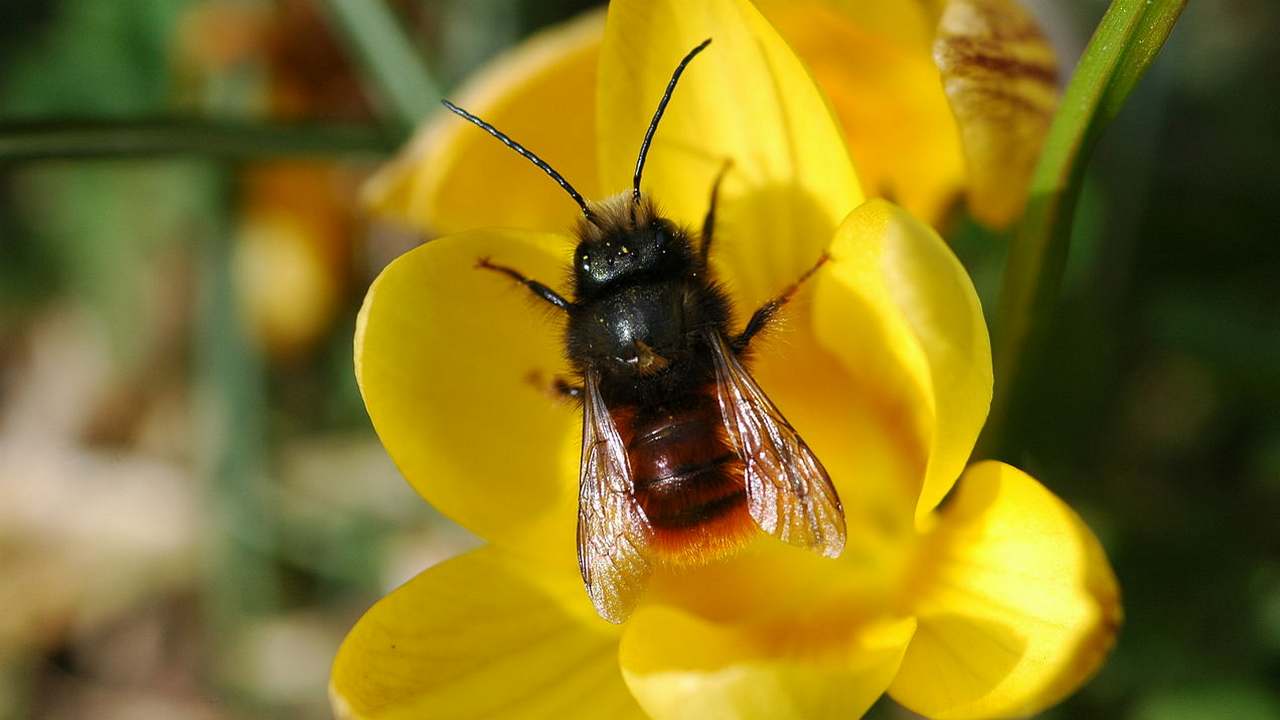 New map developed to show distribution of bee species, populations around the world- Technology News, Gadgetclock