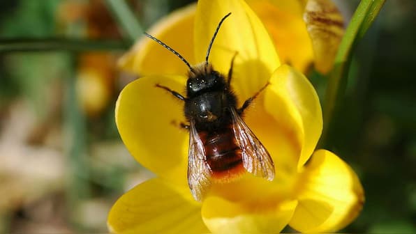 Climate change is affecting the mutual relationship between bees and flowering plants