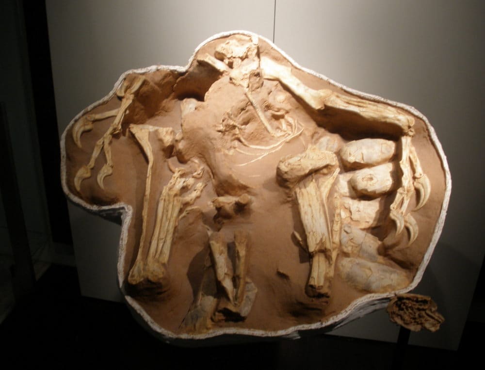 ‘Big Mama’ Oviraptor brooding egg clutch – parental care in action? Image credit: Ghedoghedo/Wikimedia Commons