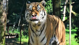 Tigers highly stressed during the tourist season in central Indian reserves
