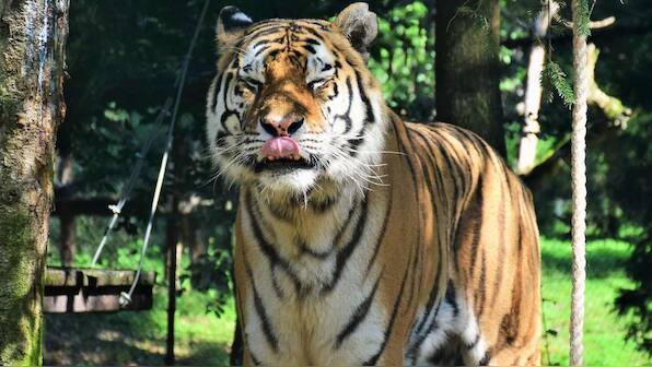 Tigers highly stressed during the tourist season in central Indian reserves
