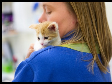 International Cat Day 2019: Five scientifically proven health benefits of having a feline pet International Cat Day 2019: Five scientifically proven health benefits of having a feline pet