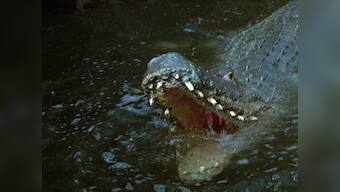 Crawl movie review: Alexandre Aja's flair for tension comes alive in a surprisingly good crocodile horror film