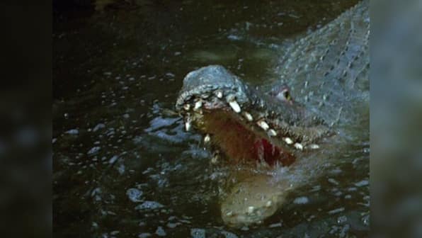 Crawl movie review: Alexandre Aja's flair for tension comes alive in a surprisingly good crocodile horror film