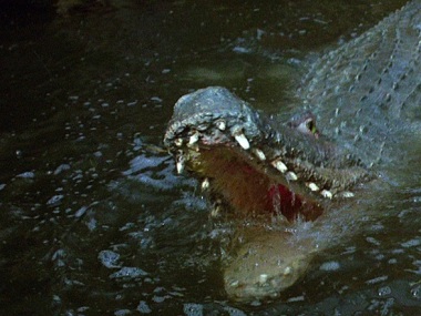 Crawl movie review: Alexandre Aja's flair for tension comes alive in a surprisingly good crocodile horror film Crawl movie review: Alexandre Aja's flair for tension comes alive in a surprisingly good crocodile horror film