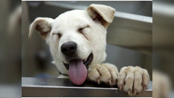 International Dog Day 2019: Top 5 canine Instagram accounts to follow to celebrate occasion