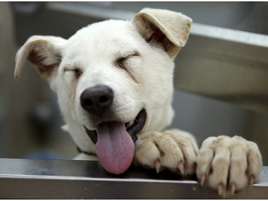 International Dog Day 2019: Top 5 canine Instagram accounts to follow to celebrate occasion International Dog Day 2019: Top 5 canine Instagram accounts to follow to celebrate occasion