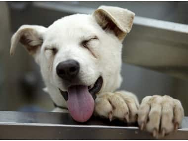 International Dog Day 2019: Top 5 canine Instagram accounts to follow to celebrate occasion