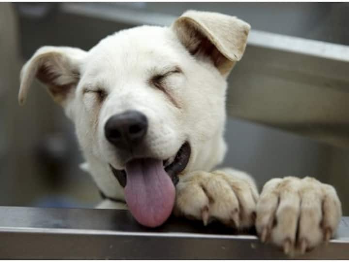 International Dog Day 2019: Top 5 canine Instagram accounts to follow to celebrate occasion