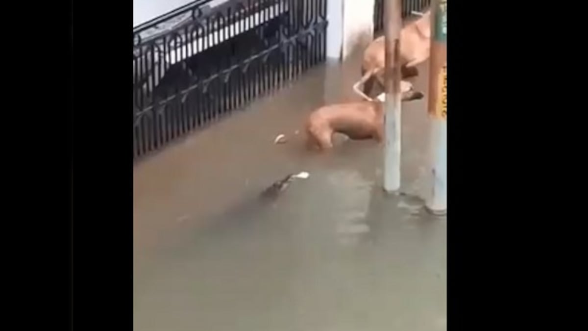 Vadodara floods: Crocodiles invade city roads, sneak up behind dog and attack him