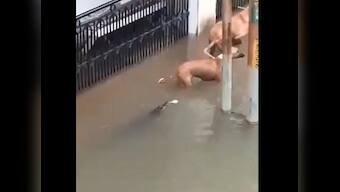 Vadodara floods: Crocodiles invade city roads, sneak up behind dog and attack him