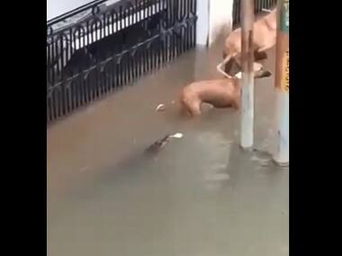 Vadodara floods: Crocodiles invade city roads, sneak up behind dog and attack him