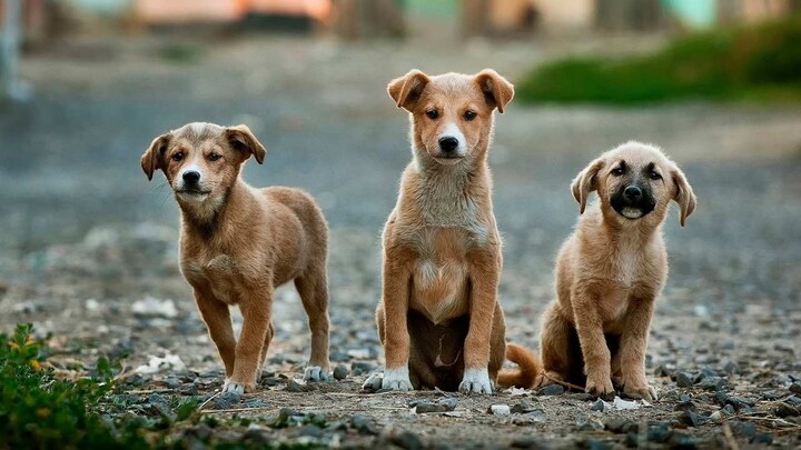 Ancient cancer has been spreading among domesticated dogs for the past 6,000 years