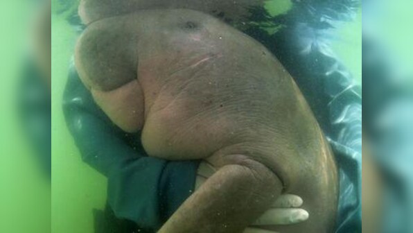 Thailand's beloved baby dugong 'Mariam' dies with plastic in stomach; sea-cow spurred conversation on conservation