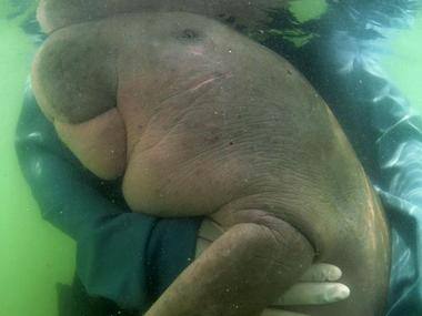 Thailand's beloved baby dugong 'Mariam' dies with plastic in stomach; sea-cow spurred conversation on conservation