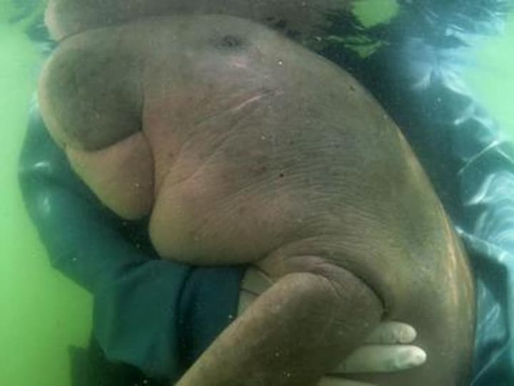 Thailand's beloved baby dugong 'Mariam' dies with plastic in stomach; sea-cow spurred conversation on conservation