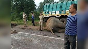 Three elephants killed after being hit by iron-ore laden truck in Odisha's Keonjhar district