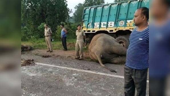 Three elephants killed after being hit by iron-ore laden truck in Odisha's Keonjhar district