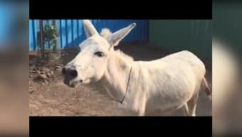 Donkey diva: Animal living at shelter in Pune becomes internet sensation after video of her 'singing' goes viral