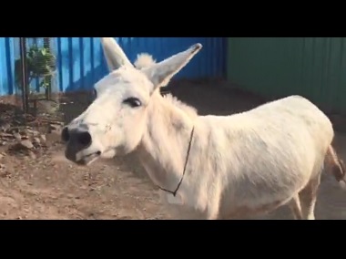 Donkey diva: Animal living at shelter in Pune becomes internet sensation after video of her 'singing' goes viral Donkey diva: Animal living at shelter in Pune becomes internet sensation after video of her 'singing' goes viral