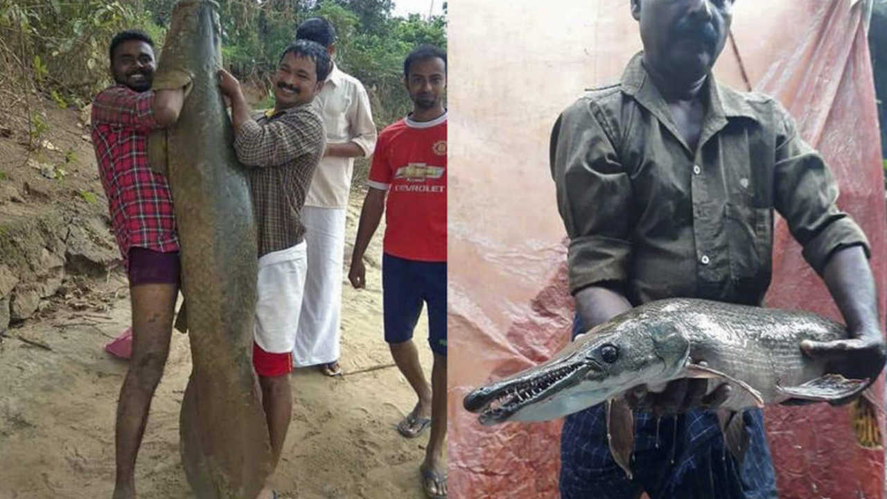 Monstrous alien fish spotted in the rivers of Kerala after the state's 2018 floods Monstrous alien fish spotted in the rivers of Kerala after the state's 2018 floods