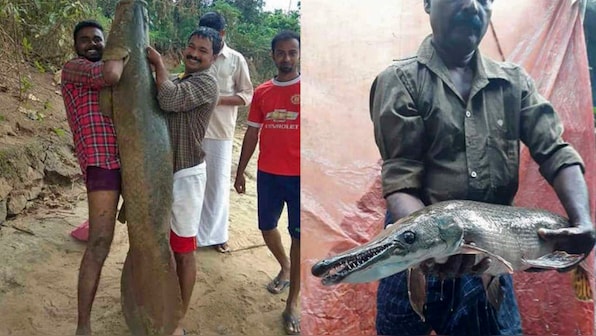 Monstrous alien fish spotted in the rivers of Kerala after the state's 2018 floods