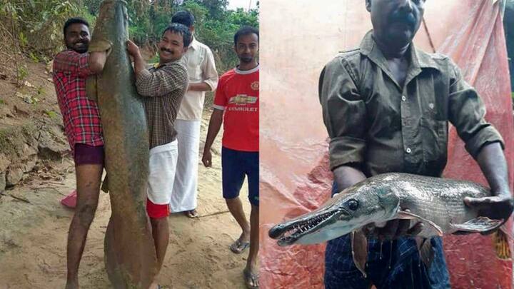 Monstrous alien fish spotted in the rivers of Kerala after the state&#x27;s 2018 floods