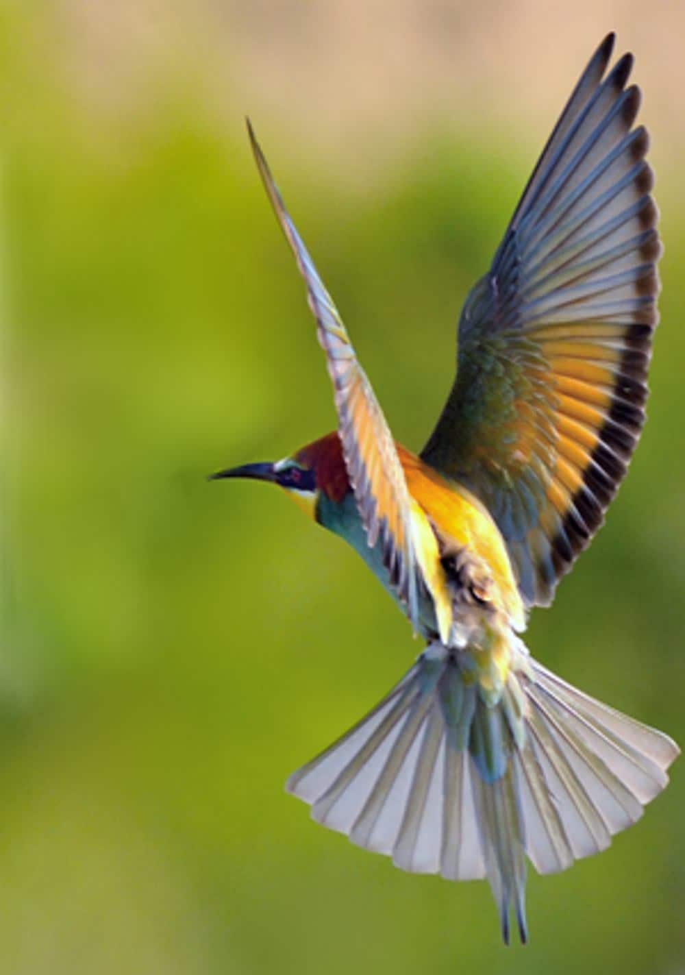 PAM-logger on European bee-eater. Image credit: Bernd Skerra 2016