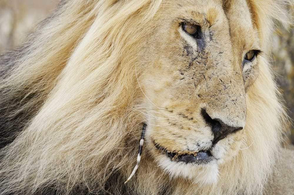 A male lion with a porcupine quill lodged in his cheek. WOLF AVNI/Shutterstock