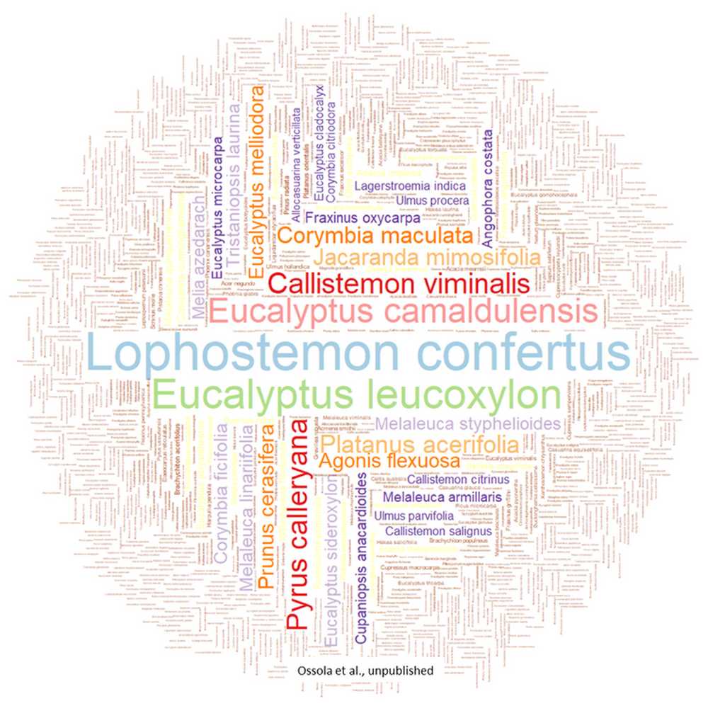 Species composition of Australia’s urban forests across 60 local government areas. The size of each word is proportional to the number of tree stems recorded for each species. Image credit: Alessandro Ossola 