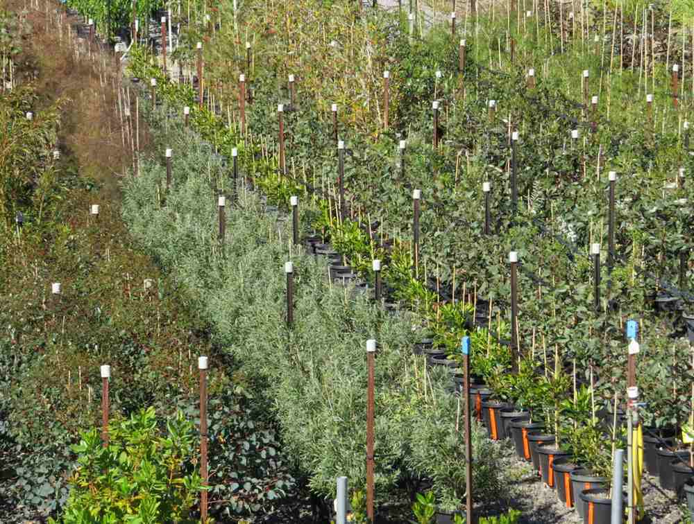 A plant nursery growing a diverse range of tree species for the upcoming planting season. Image credit: Alessandro Ossola