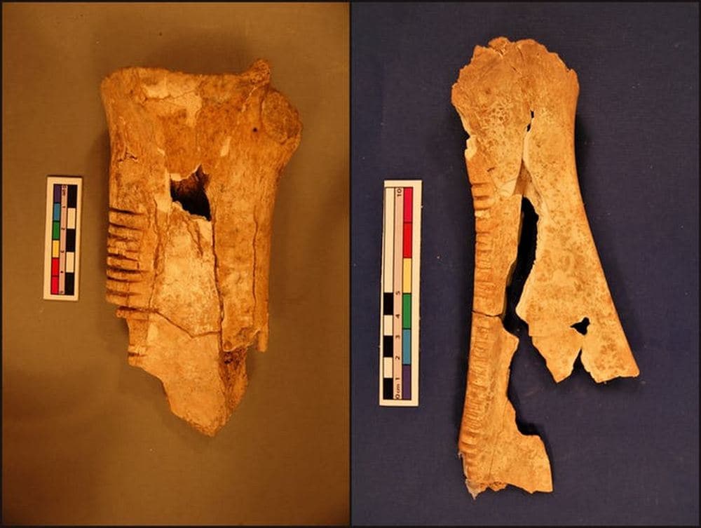 Modified cattle and horse shoulder bones from Tell Bderi, Syria. Image credit: Lubna Omar, CC BY-ND