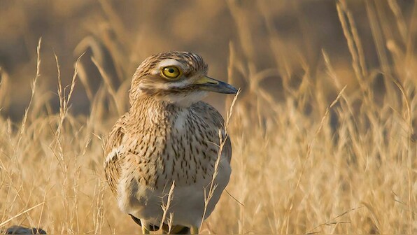Wildlife Week 2019: How conserving nature's 'umbrella' species could benefit whole habitats