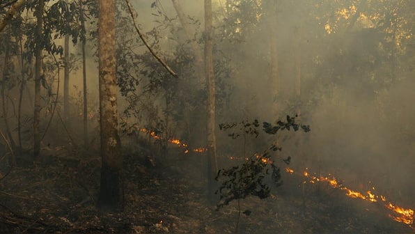 Amazon fires: What are they, why are they so damaging, how can we stop them?