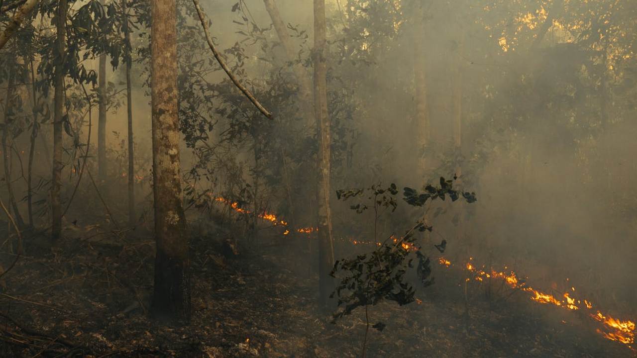 Amazon fires: What are they, why are they so damaging, how can we stop them? Amazon fires: What are they, why are they so damaging, how can we stop them?