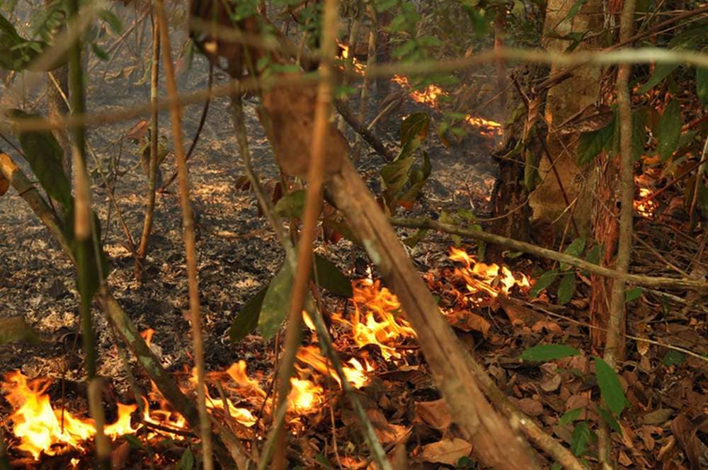 Fire creeps along the floor of a previously undisturbed Amazonian rainforest. Jos Barlow, Author provided