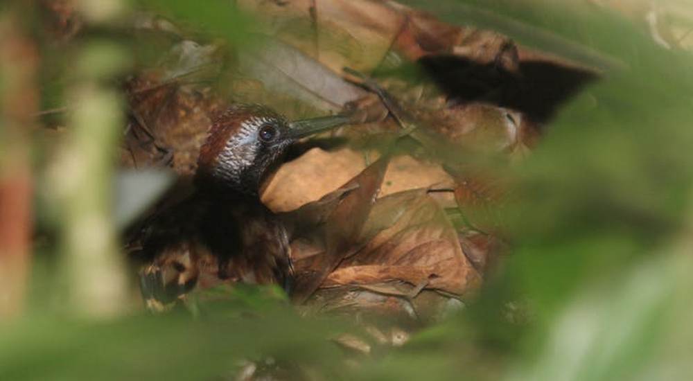The Wing banded Antbird (Myrmornis torquata) is a secretive oddball terrestrial songbird that flips leaves to look for insects in the forest understorey. The species vanishes in burned forests as fires alter its humid understorey habitat. Alexander Lees