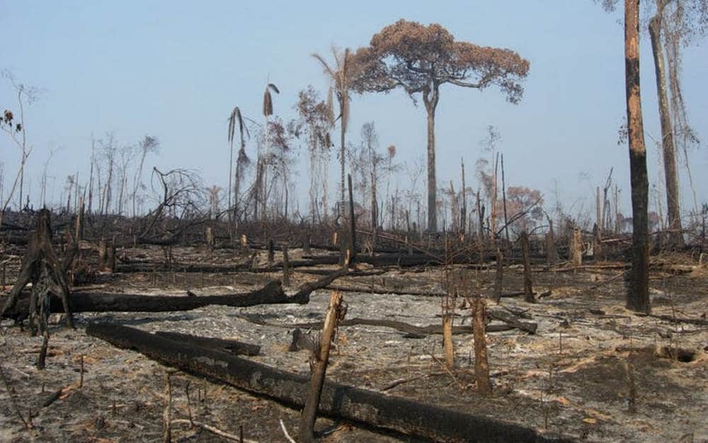 Aftermath of burning to clear forest for pasture around the town of Novo Progresso in 2006. This region has been at the epicentre of the 2019 fires and reports of an attempt by local ranchers to send a coordinated message to the Brazilian president that they are ready to go to work clearing the forest. Alexander Lees