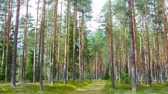 Older forests have a limit to how much CO2 they absorb, planting new forests could help in fight against climate change
