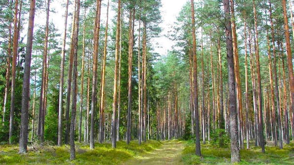 Older forests have a limit to how much CO2 they absorb, planting new forests could help in fight against climate change