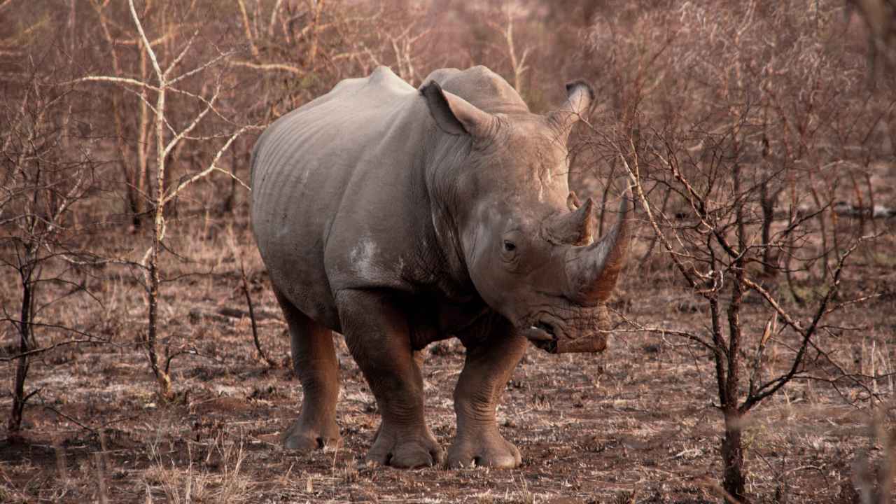 Eggs from last pair of northern white rhinos in the world fertilised artificially Eggs from last pair of northern white rhinos in the world fertilised artificially