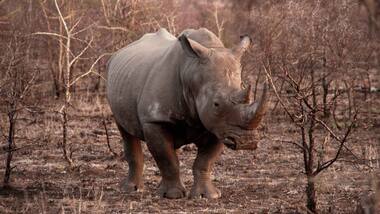 Eggs from last pair of northern white rhinos in the world fertilised artificially