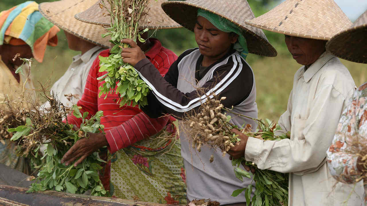 food supplies in many regions have already taken a beating due to the impacts of climate change. Image credit: Flickr/Department of Foreign affairs and trade. 