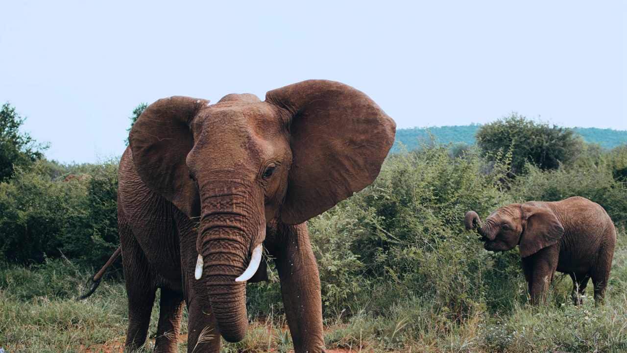Elephant Day 2019 As engineers of ecosystems, forest elephant numbers