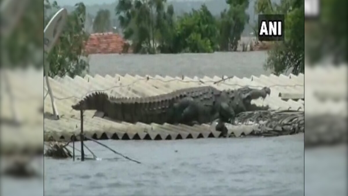 Crocodile lands on rooftop of house in Karnataka's flood-affected Belgaum; deluge leaves 31 dead, 4 lakh displaced in state