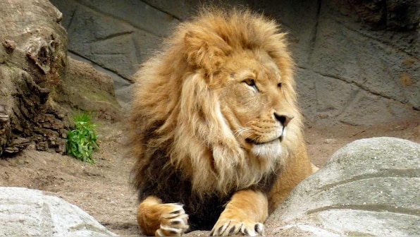 World Lion Day 2019: Why do lion still attack porcupines when they suffer consequences?