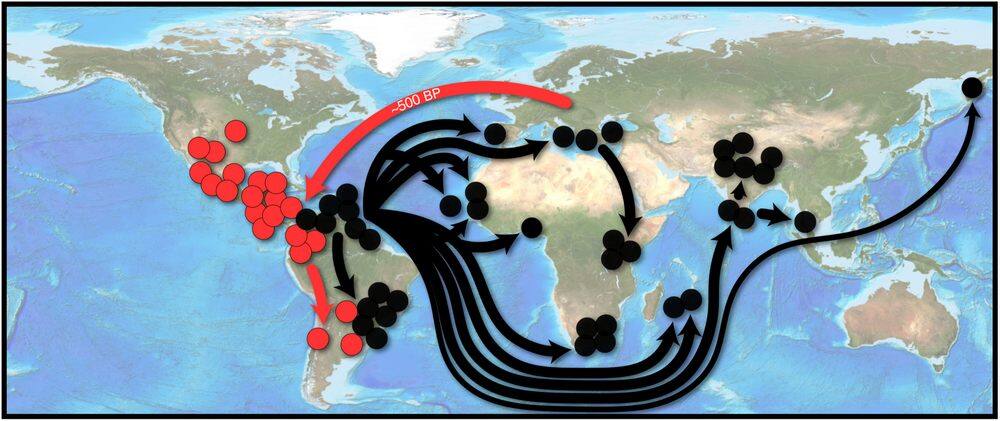 Canine cancer spread to the Americas around 500 years ago and then subsequently through European colonies. Image credit: University of Cambridge