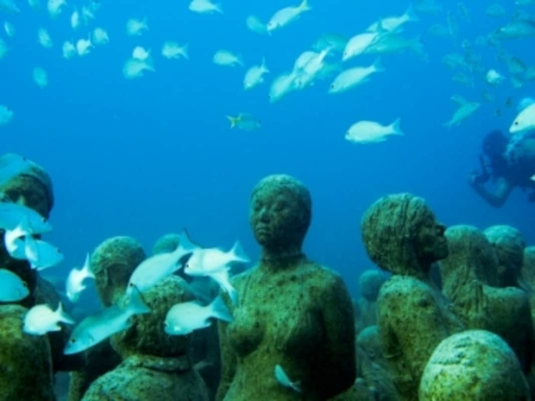 Several living organisms are neither animals nor plants, defy traditional ways of classification-India News , Firstpost Several living organisms are neither animals nor plants, defy traditional ways of classification-India News , Firstpost