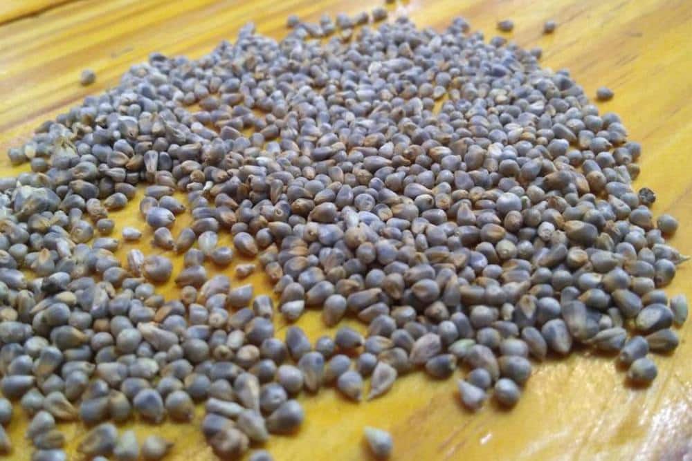 Craft breweries in India are experimenting with millets in their beer recipes, exploring the potential for mainstreaming the climate-resilient and ecofriendly ancient grains. Image credit: Aditi Tandon.