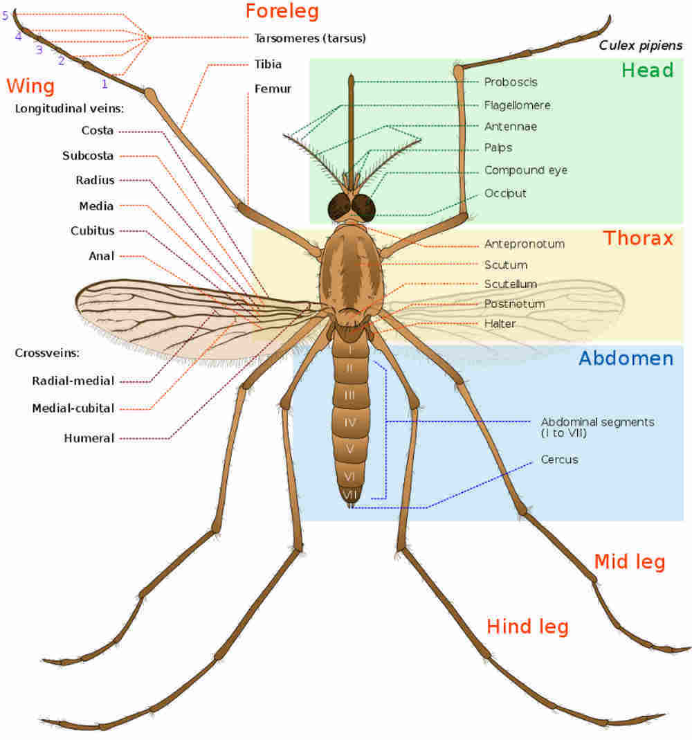 Illustration showing the anatomy of a mosquito 